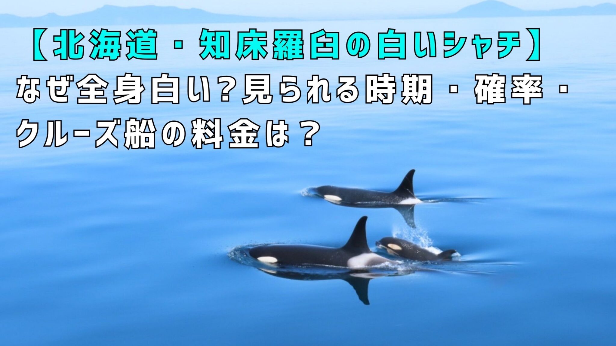 【北海道・知床羅臼の白いシャチ】なぜ全身白い?見られる時期・確率・クルーズ船の料金は？ - 道東ミルクロード